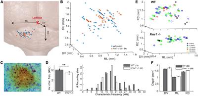 Absence of the Fragile X messenger ribonucleoprotein alters response patterns to sounds in the auditory midbrain